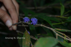 Memecylon angustifolium